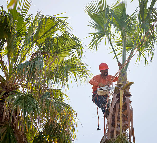 Best Tree Care Services  in Ele, AR